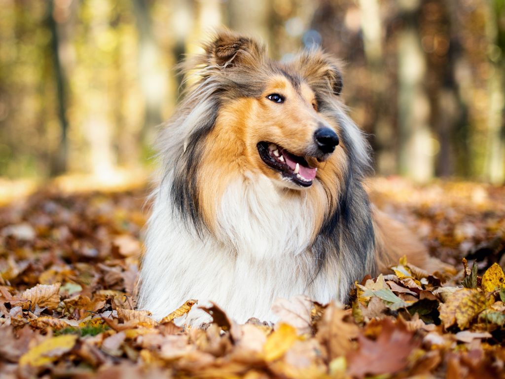 ROUGH COLLIE